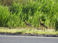 Rokosowo Dolina Rowu Polskiego